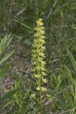 Virginia bunchflower, Melanthium virginicum
