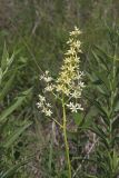 Virginia bunchflower, Melanthium virginicum