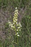 Virginia bunchflower, Melanthium virginicum