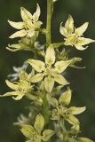 Virginia bunchflower, Melanthium virginicum