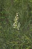 Virginia bunchflower, Melanthium virginicum