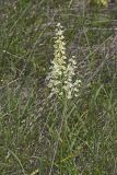 Virginia bunchflower, Melanthium virginicum