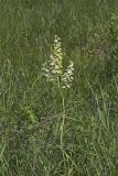 Virginia bunchflower, Melanthium virginicum