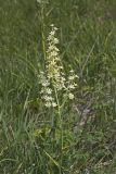 Virginia bunchflower, Melanthium virginicum