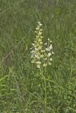 Virginia bunchflower, Melanthium virginicum