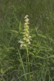 Virginia bunchflower, Melanthium virginicum