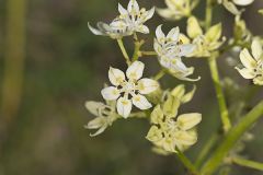 Virginia bunchflower, Melanthium virginicum