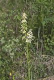 Virginia bunchflower, Melanthium virginicum