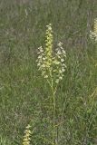 Virginia bunchflower, Melanthium virginicum