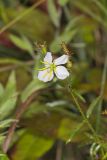 Maryland Meadowbeauty, Rhexia mariana