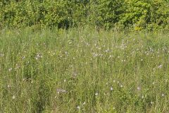 Maryland Meadowbeauty, Rhexia mariana