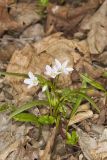 Virginia Springbeauty, Claytonia virginica