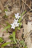 Virginia Springbeauty, Claytonia virginica