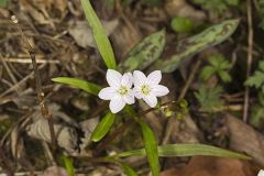 Virginia Springbeauty, Claytonia virginica