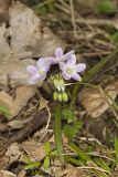 Virginia Springbeauty, Claytonia virginica