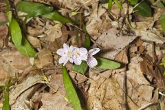 Virginia Springbeauty, Claytonia virginica