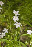Virginia Springbeauty, Claytonia virginica