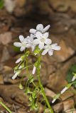 Virginia Springbeauty, Claytonia virginica