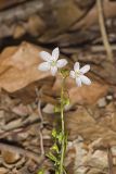 Virginia Springbeauty, Claytonia virginica