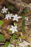 Virginia Springbeauty, Claytonia virginica