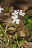 Virginia Springbeauty, Claytonia virginica