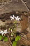 Virginia Springbeauty, Claytonia virginica