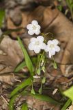 Virginia Springbeauty, Claytonia virginica