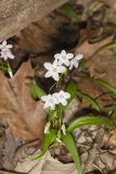 Virginia Springbeauty, Claytonia virginica