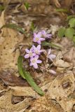 Virginia Springbeauty, Claytonia virginica