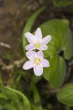 Virginia Springbeauty, Claytonia virginica