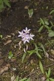 Virginia Springbeauty, Claytonia virginica