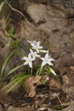 Virginia Springbeauty, Claytonia virginica