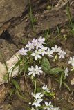 Virginia Springbeauty, Claytonia virginica