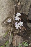 Virginia Springbeauty, Claytonia virginica