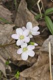 Virginia Springbeauty, Claytonia virginica