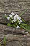 Virginia Springbeauty, Claytonia virginica