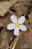 Virginia Springbeauty, Claytonia virginica
