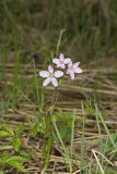 Virginia Springbeauty, Claytonia virginica