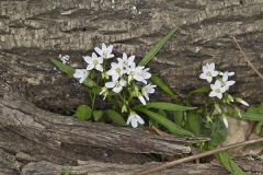Virginia Springbeauty, Claytonia virginica