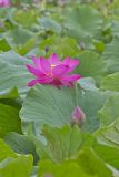 Indian Lotus, Nelumbo nucifera