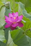 Indian Lotus, Nelumbo nucifera