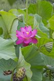 Indian Lotus, Nelumbo nucifera