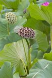 Indian Lotus, Nelumbo nucifera