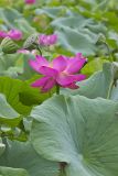 Indian Lotus, Nelumbo nucifera