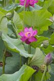 Indian Lotus, Nelumbo nucifera