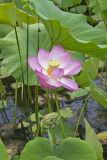Indian Lotus, Nelumbo nucifera