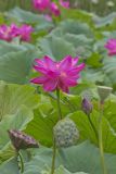 Indian Lotus, Nelumbo nucifera