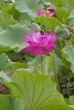 Indian Lotus, Nelumbo nucifera
