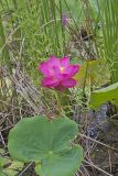 Indian Lotus, Nelumbo nucifera
