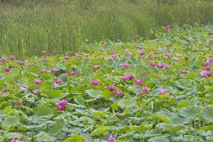 Indian Lotus, Nelumbo nucifera